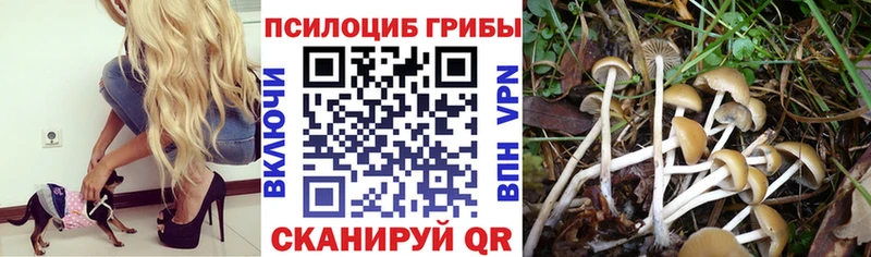 Галлюциногенные грибы мицелий  Буйнакск 